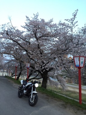 一人占めの花見