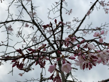 一足早めの開花